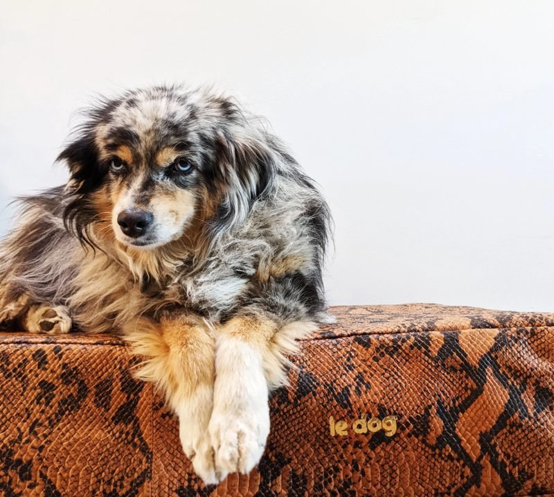 Le Dog Company Le Bed, orthopedic leather dog bed with cooling gel memory foam