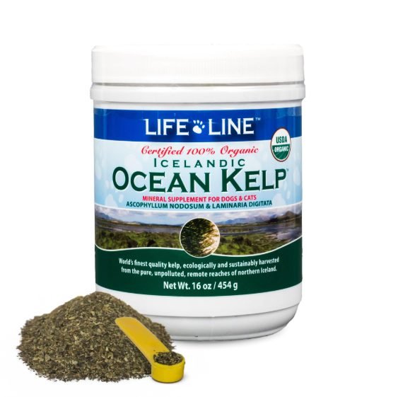 Life Line Organic Ocean Kelp dental powder for dogs and cats, USDA Certified Organic plaque remover