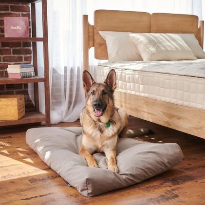 Naturepedic GOTS certified organic pet bed with GOLS latex fill, no flame retardants