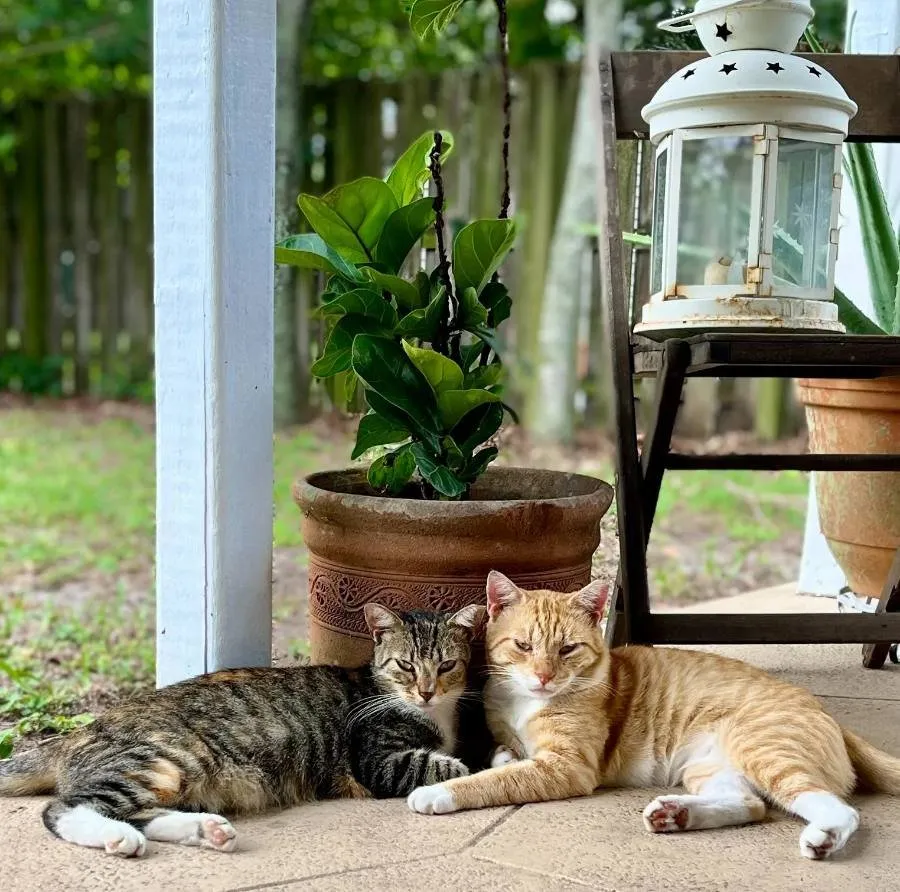 Non-toxic pet essentials