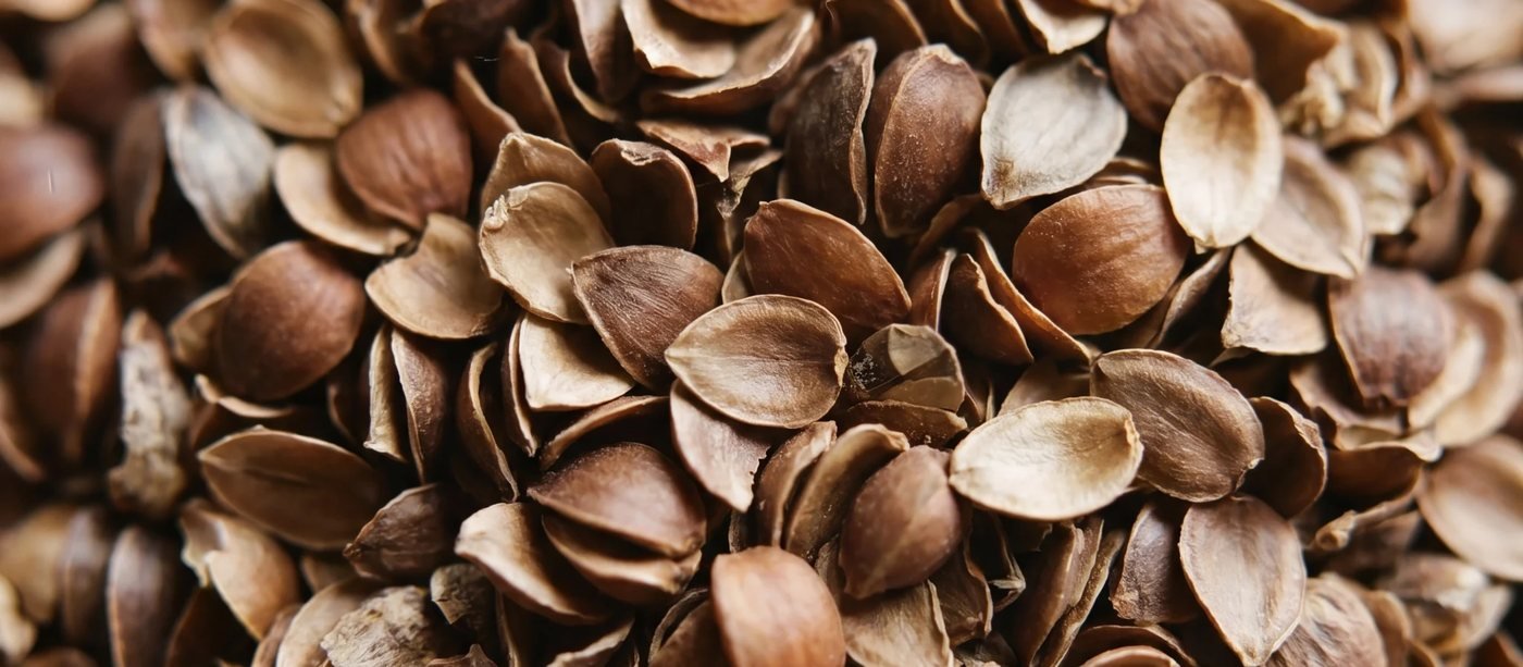 Close-up of USA-grown buckwheat hulls, the natural fill inside a buckwheat pillow